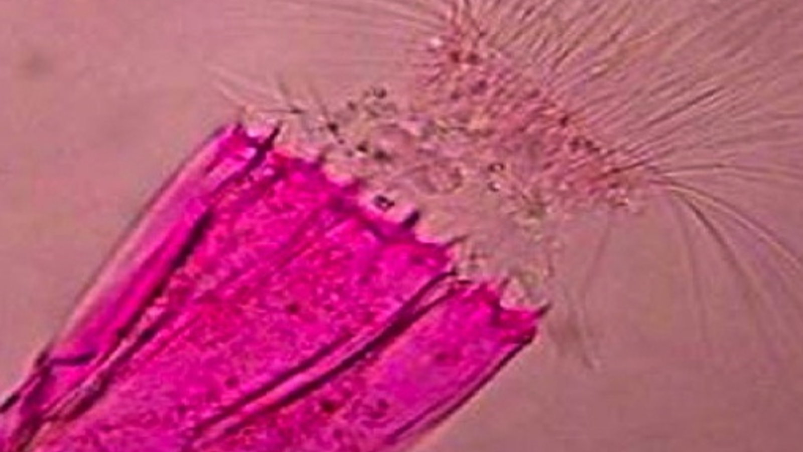 loricifera.jpg