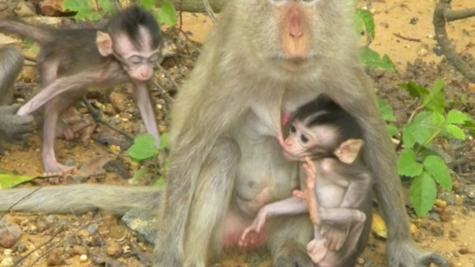 macaques.jpg