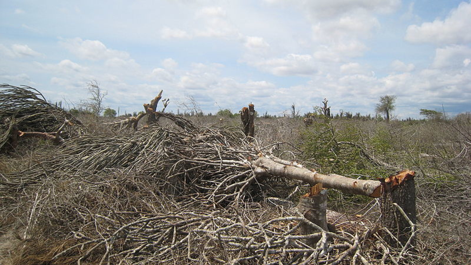 madagascar_forest_destruction_wc.jpg