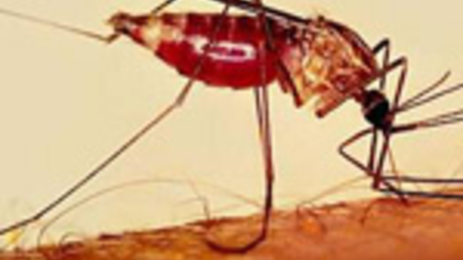 malaria2.jpg