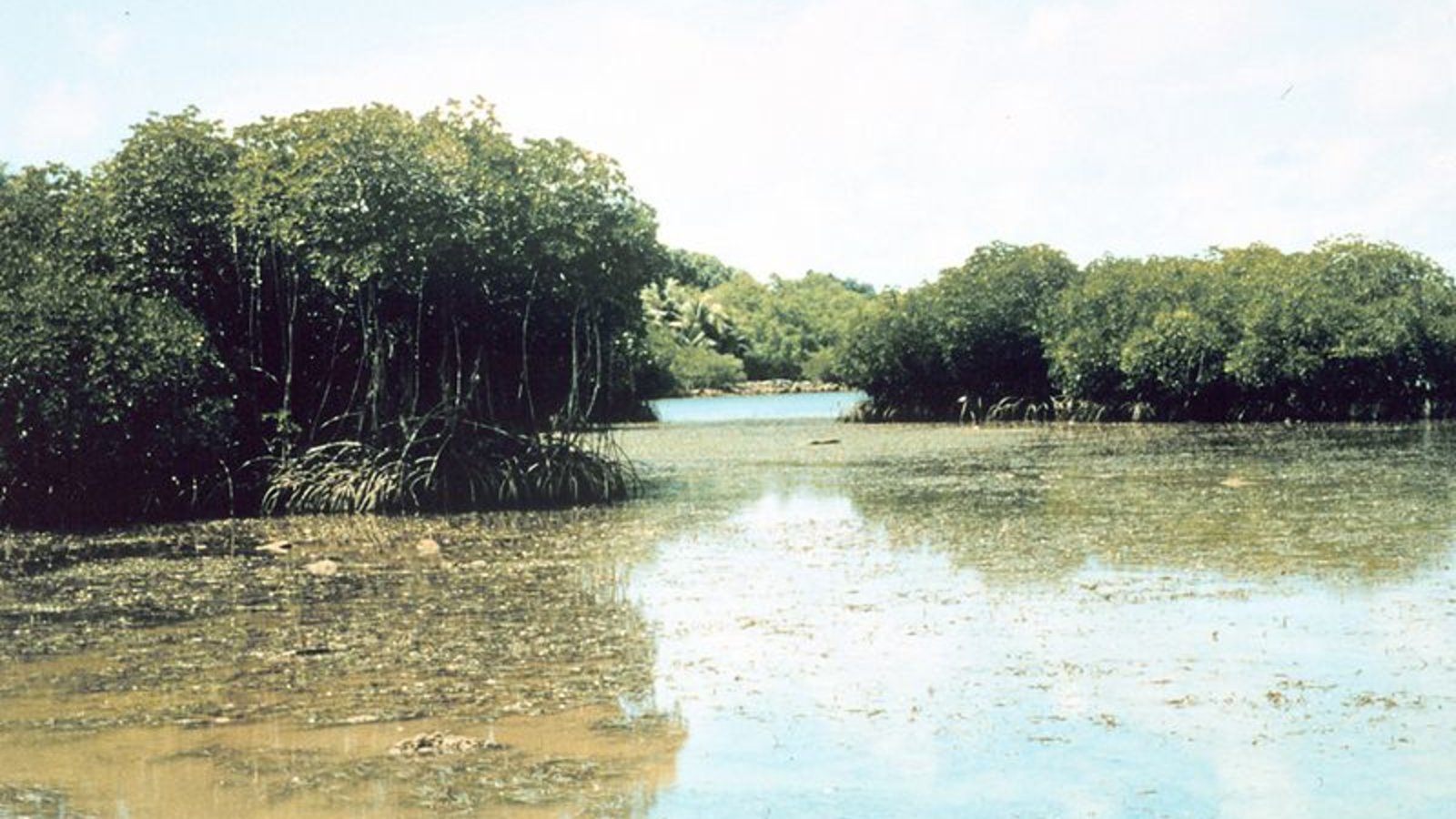 mangrove.jpg