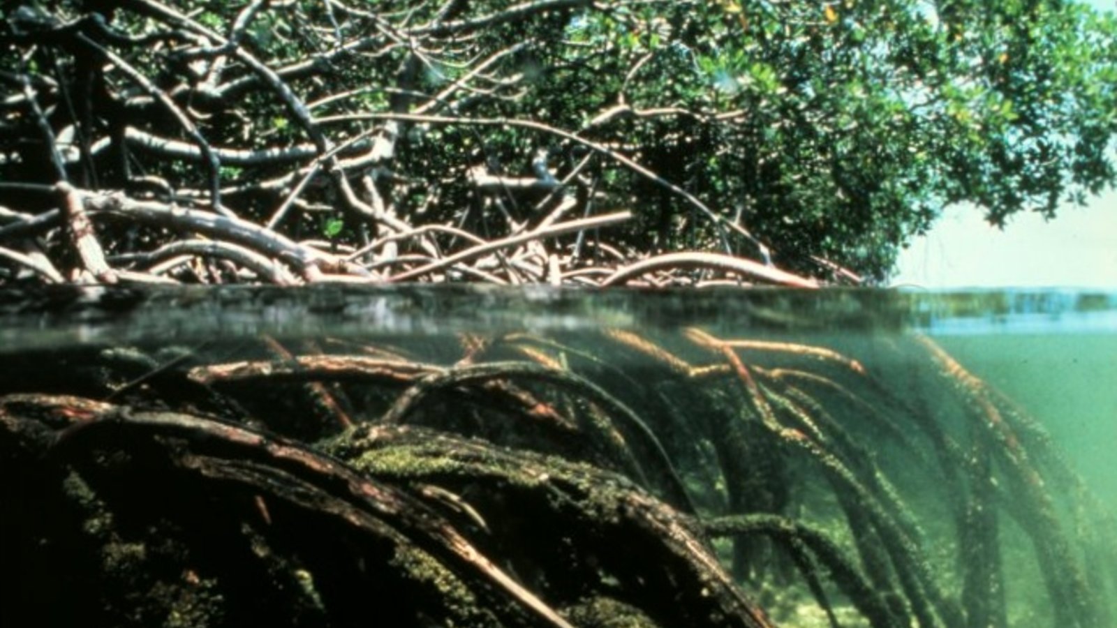 mangroves.jpg