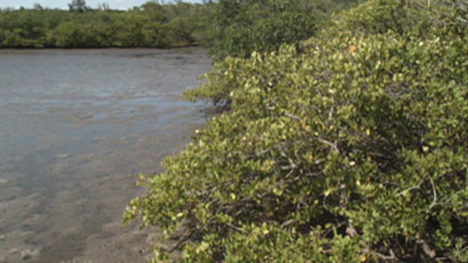 mangroves_florida_fredj_wc.jpg