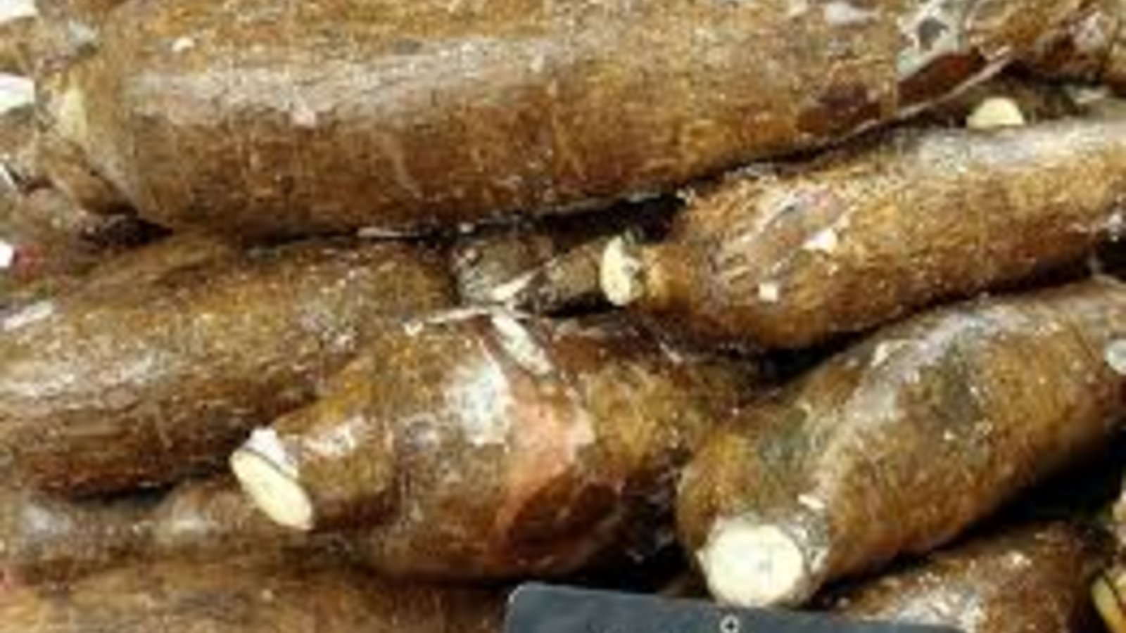 manioc.jpg
