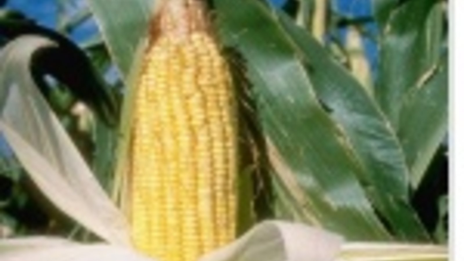 mn_agri006.jpg