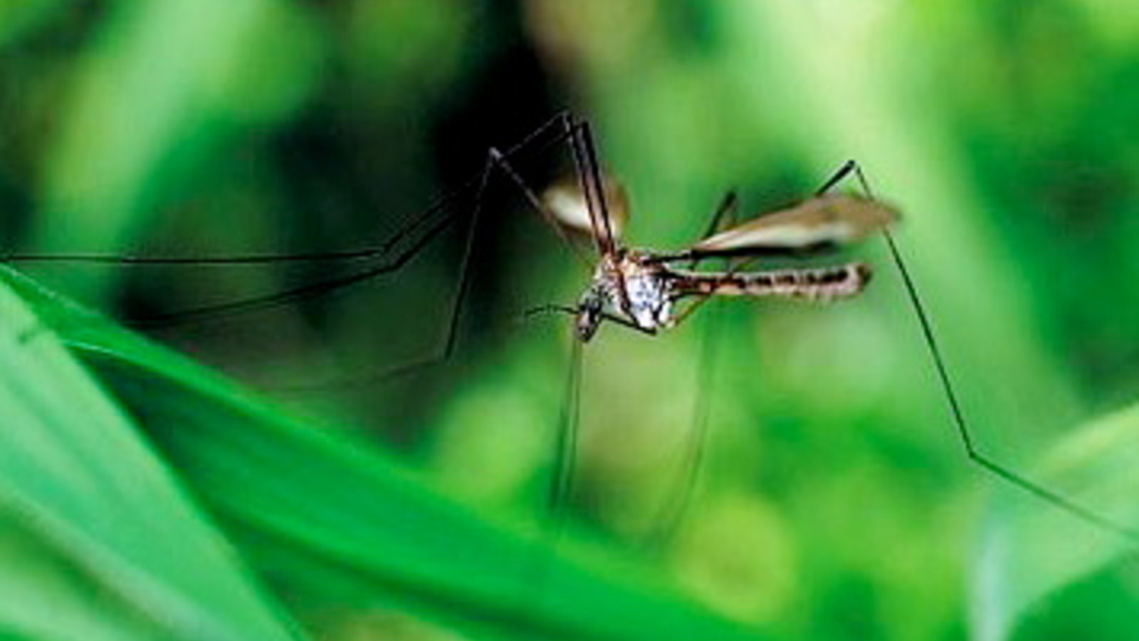 mosquito2.jpg