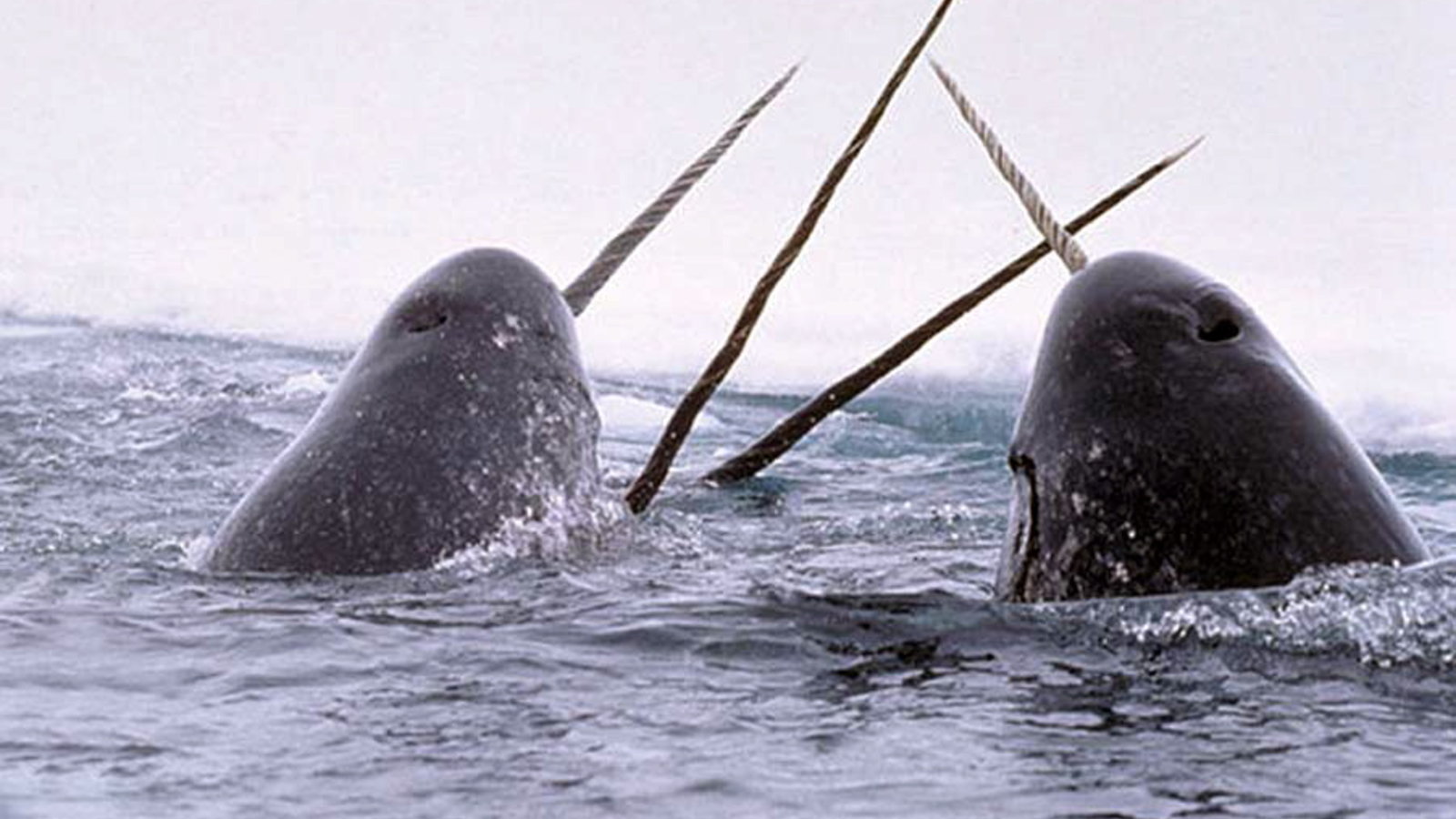 Le chant des licornes des mers Agence SciencePresse