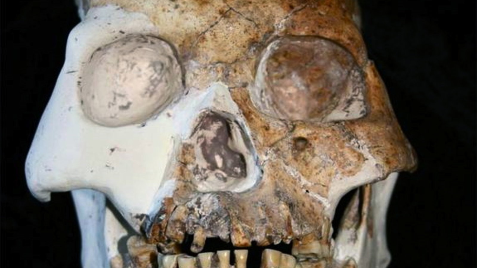 new-hominin-skull.jpg