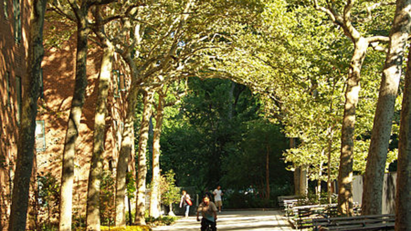 newyork_tree_davidshankbone_wc.jpg