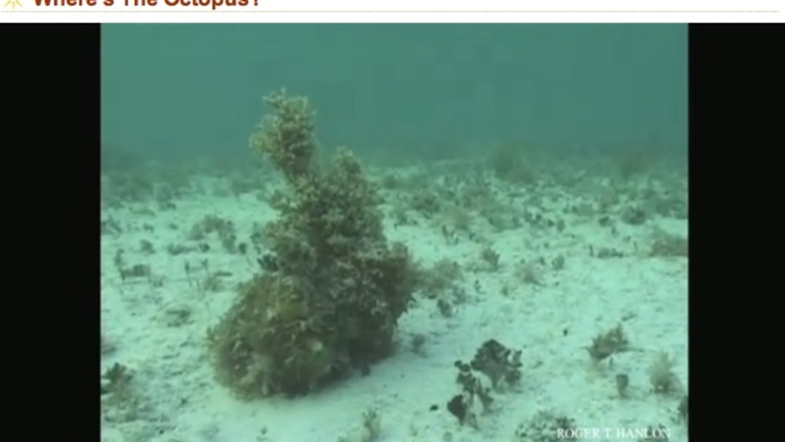 octopus-camouflage.jpg