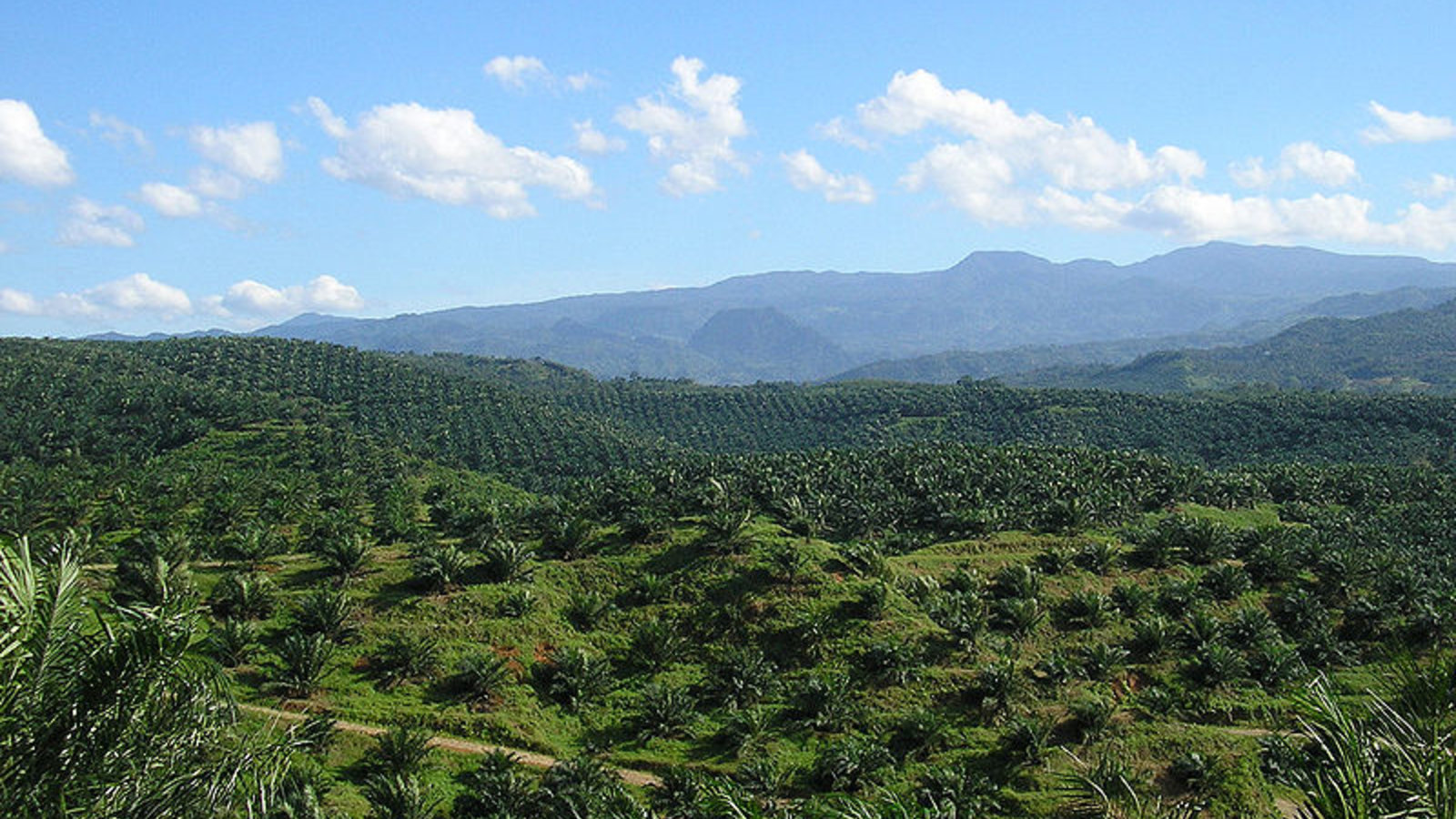 oil_palm_plantation_indonesia_achmad_rabin_taim_wikicom.jpg