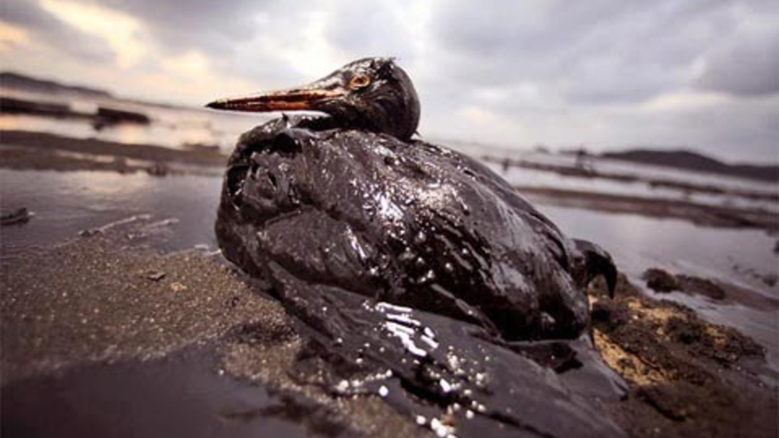 oilspill1.jpg