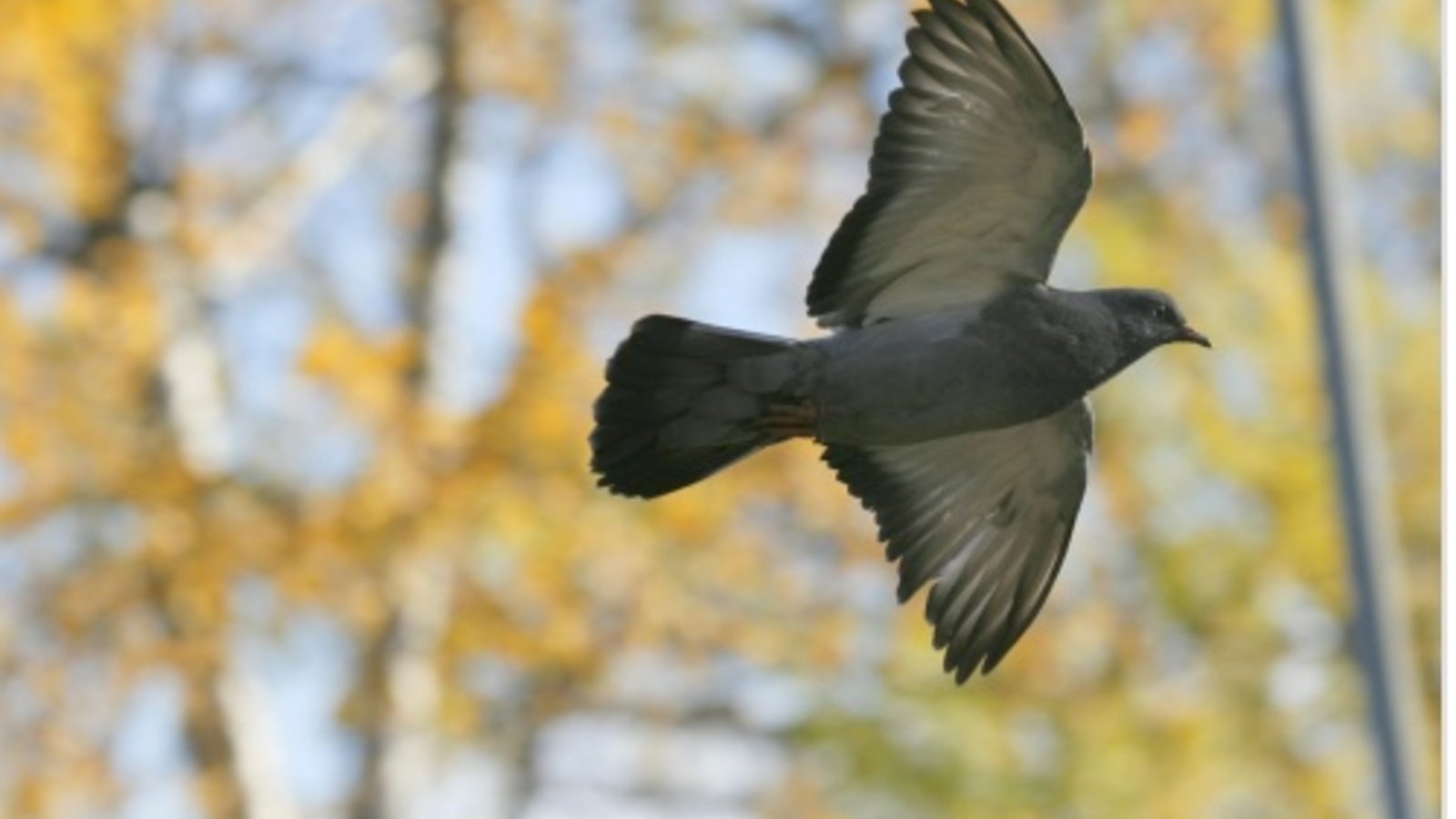 oiseau.jpg
