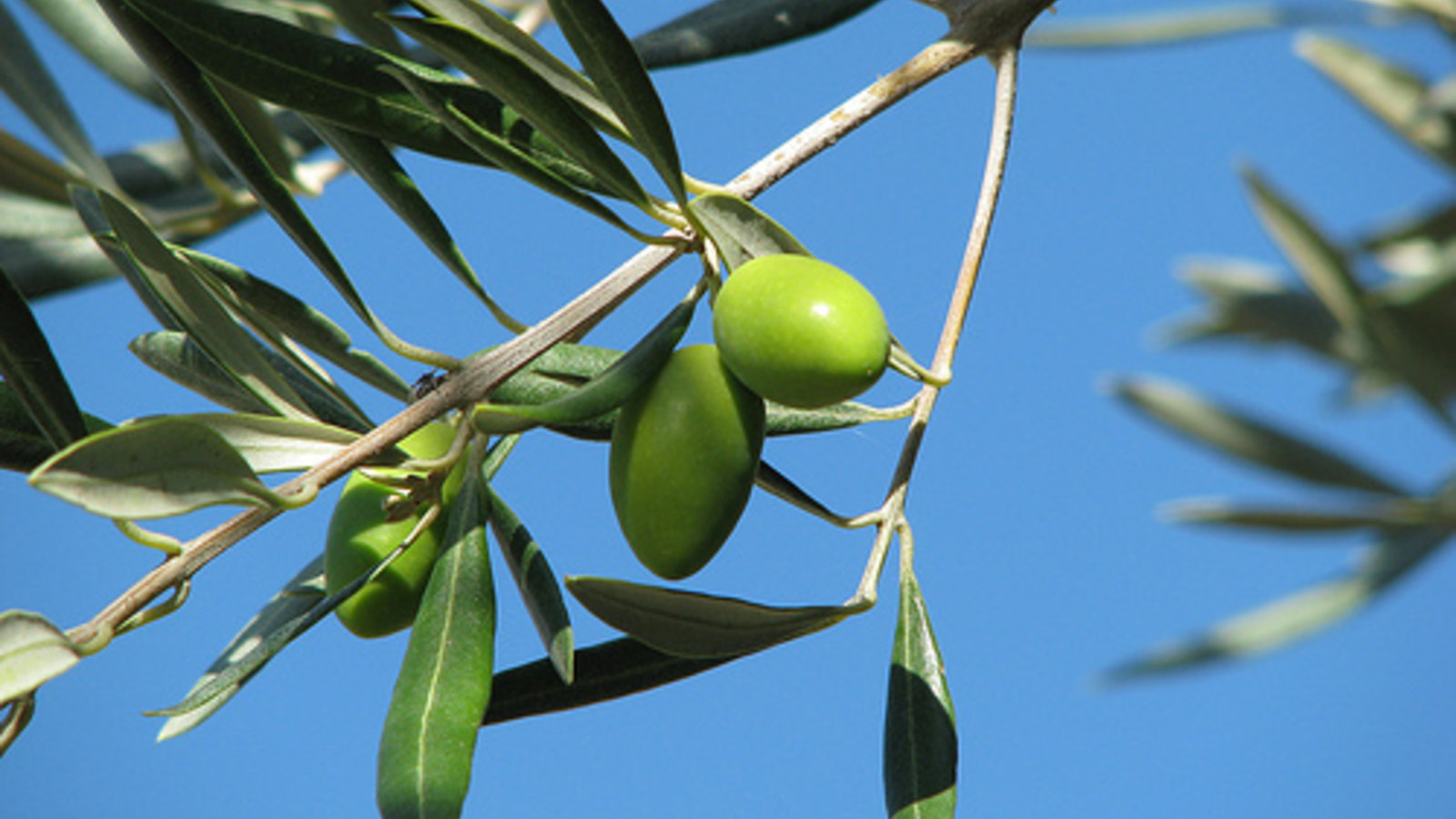 olive-tree-branch.jpg