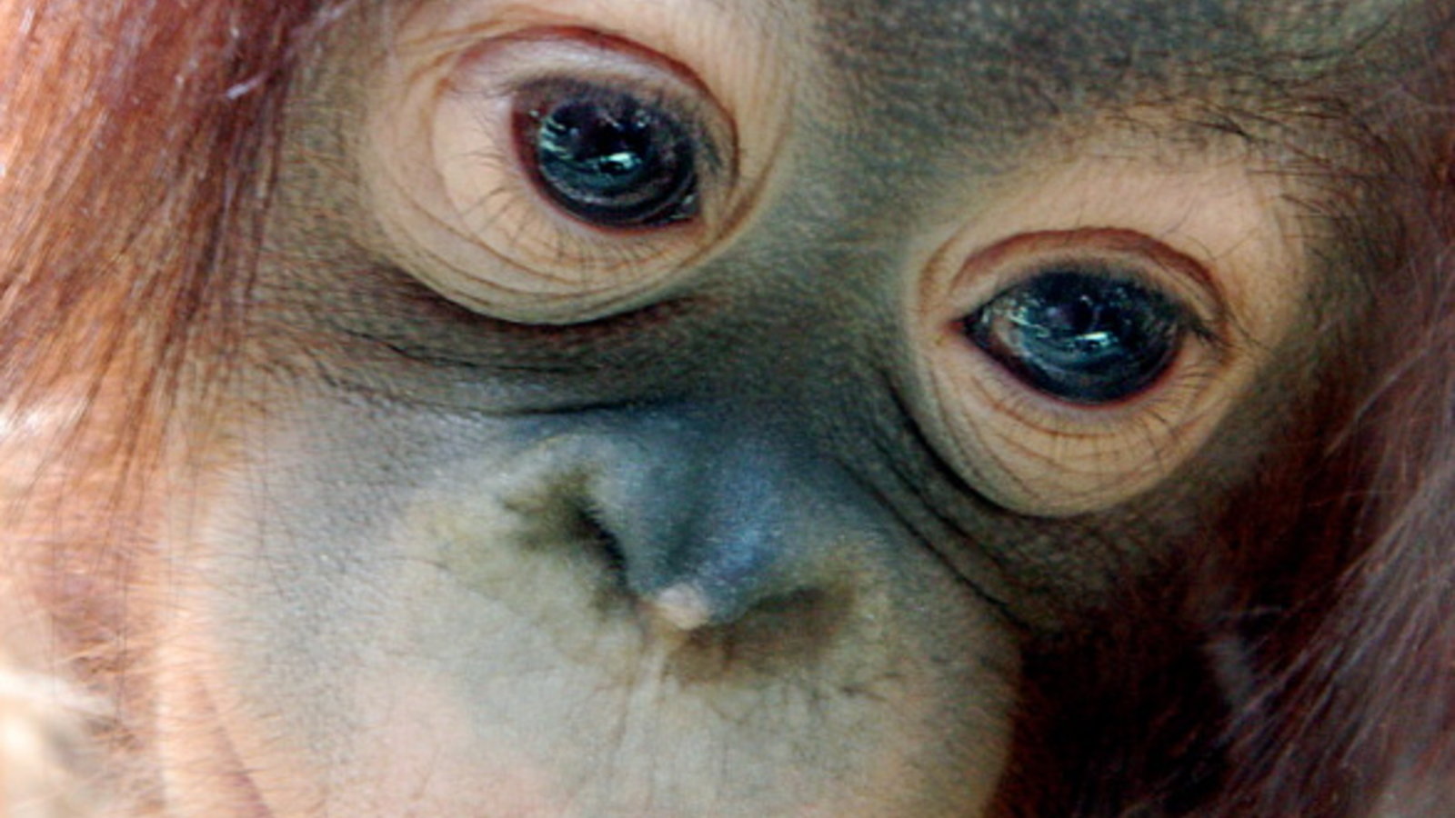 orang_outan_bebe.jpg