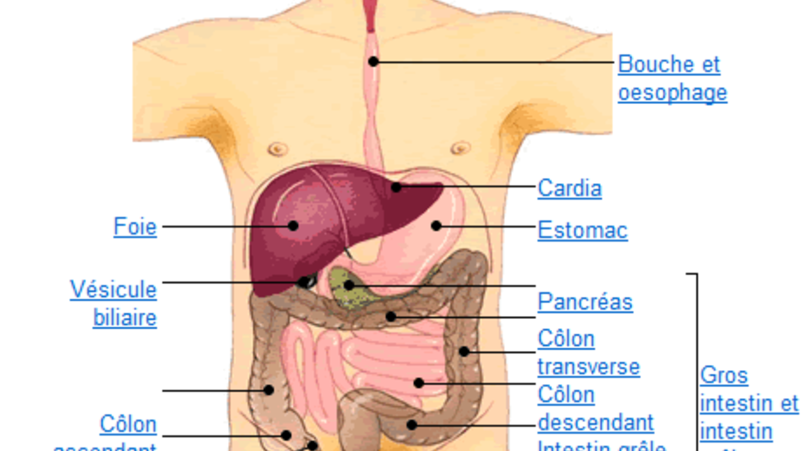 organes_2.png