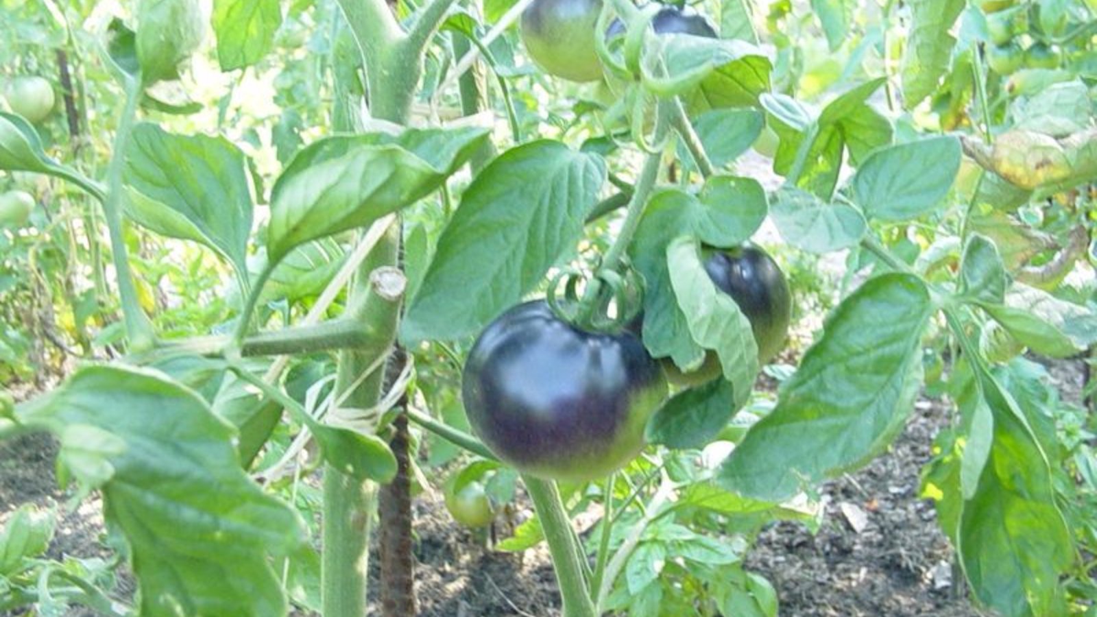 osu-blue-tomato-23-07-091-800x600.jpg