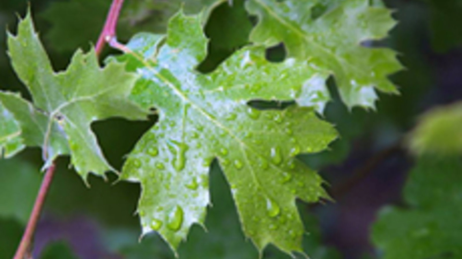 pdphoto-org-leaf.jpg