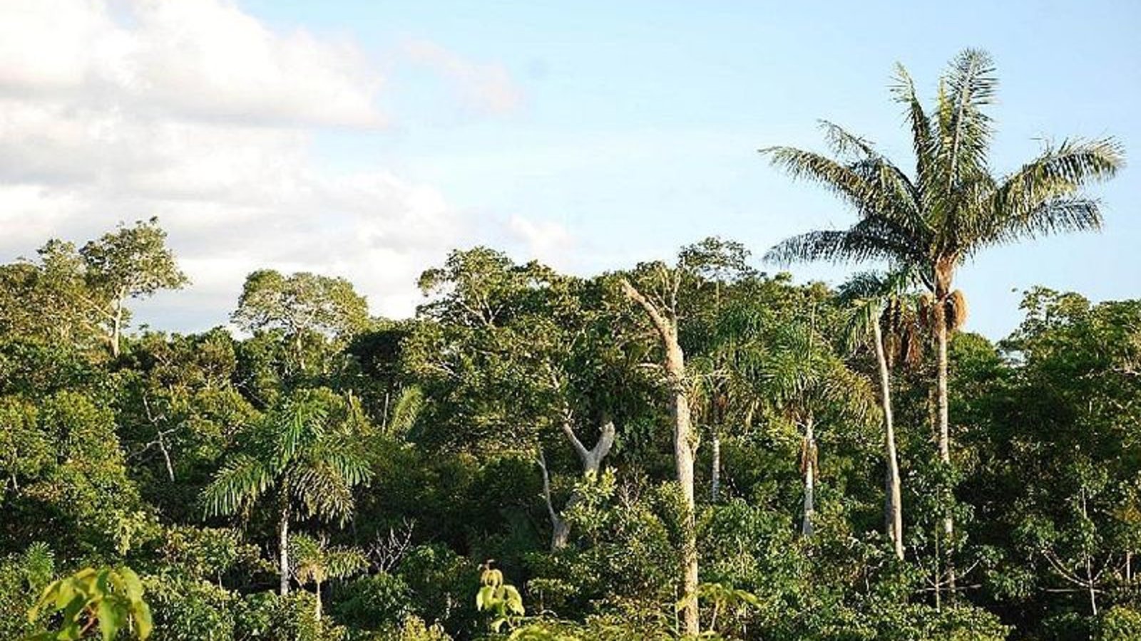 peru_forest_saschagrabow_wc.jpg