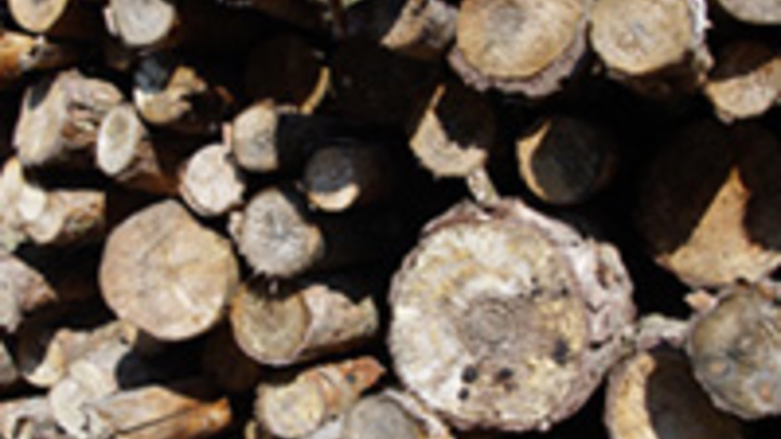 photo_ewa_walicka-dreamstimefree_192127-woodpile-2.jpg