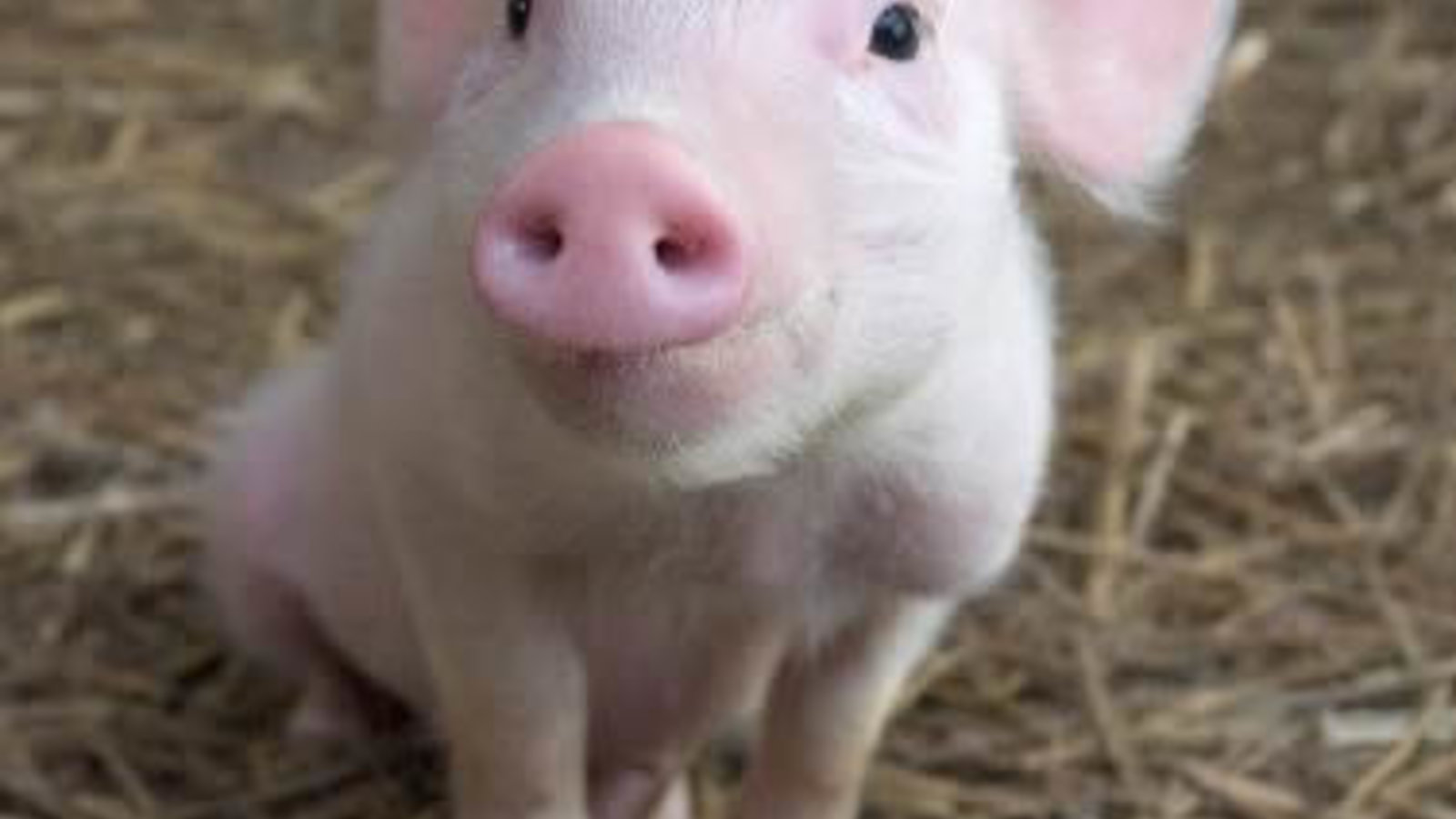 pigs.jpg