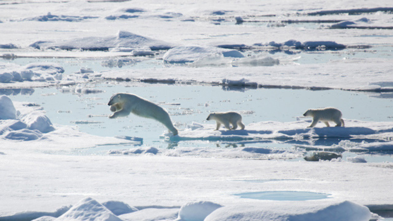 polar_bears.jpg