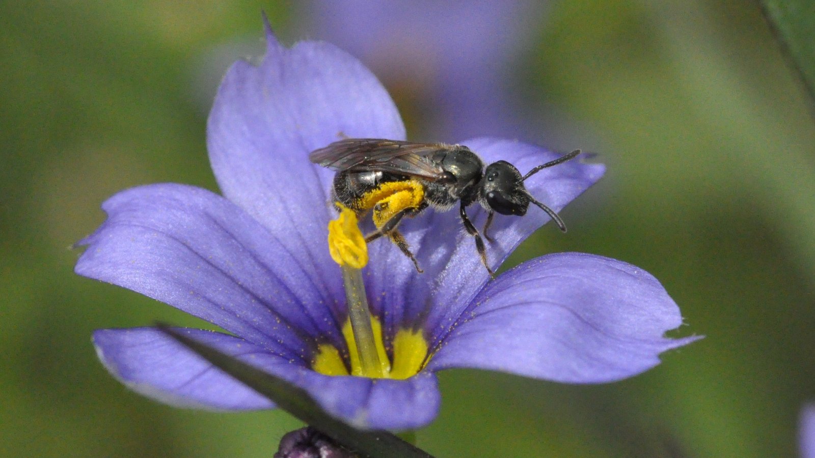 pollinisateurs-3.jpg