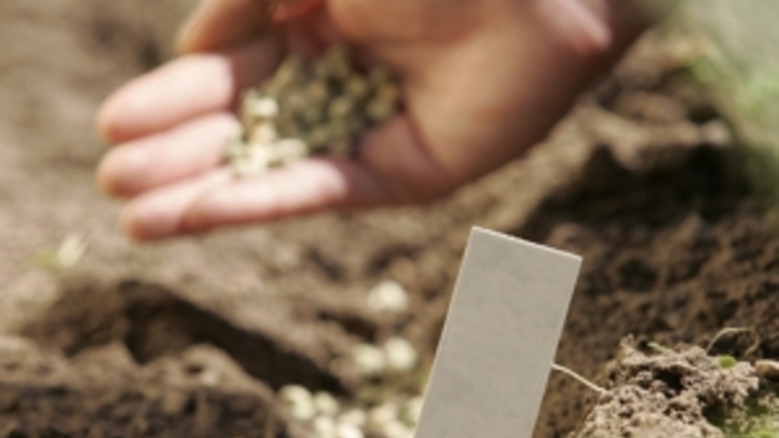 potagers-urbains-577399.jpg
