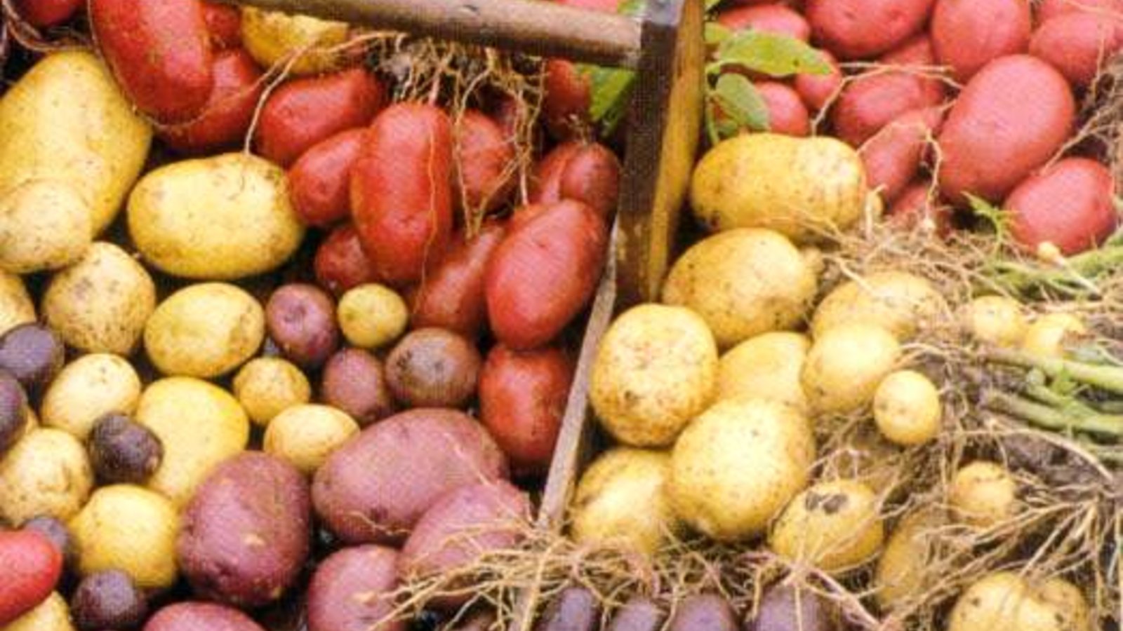 potatoes.jpg