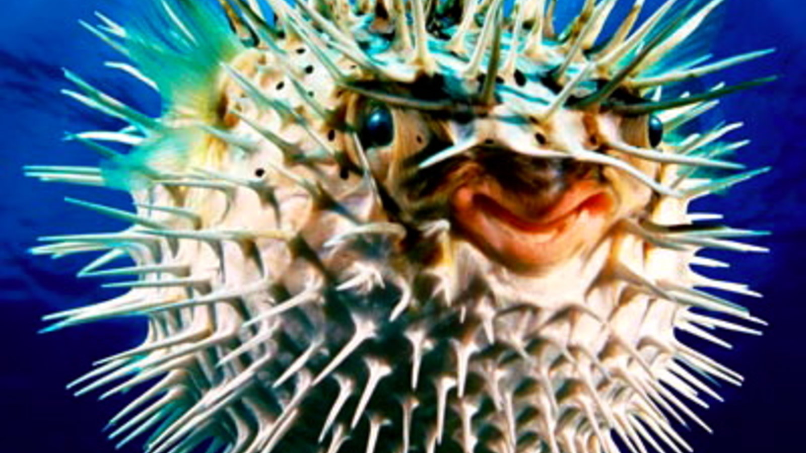 fugu puffer fish fugu puffer fish