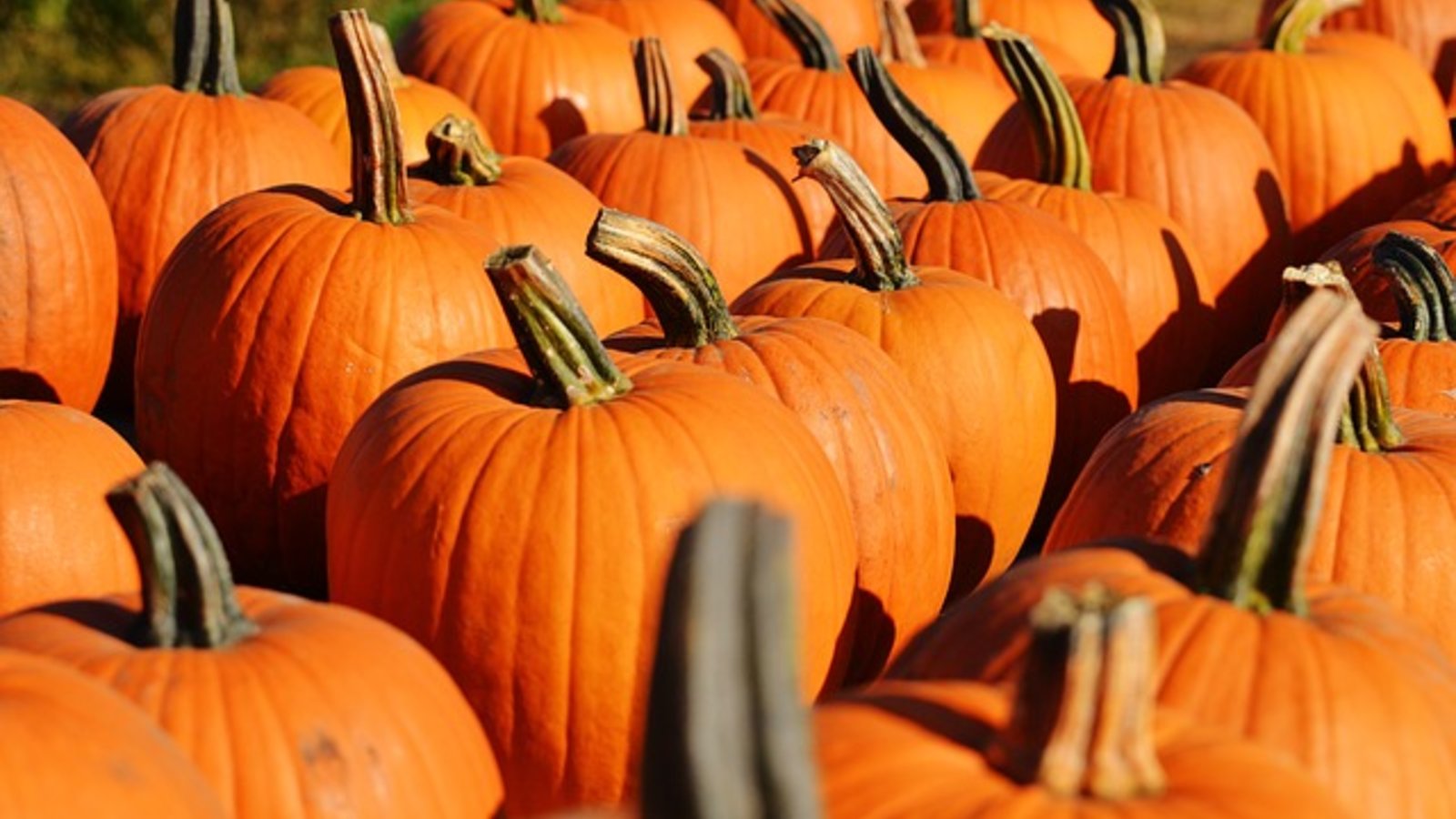 pumpkin-970235_640.jpg