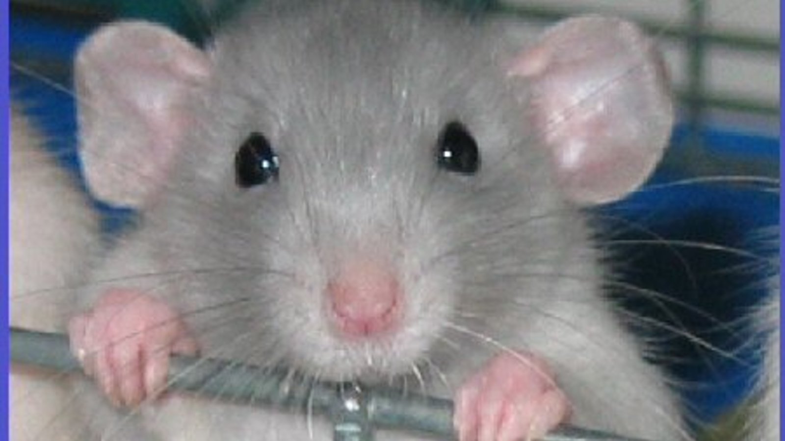 Actualités sur les tumeurs mammaires du rat Actualités sur les tumeurs mammaires du rat