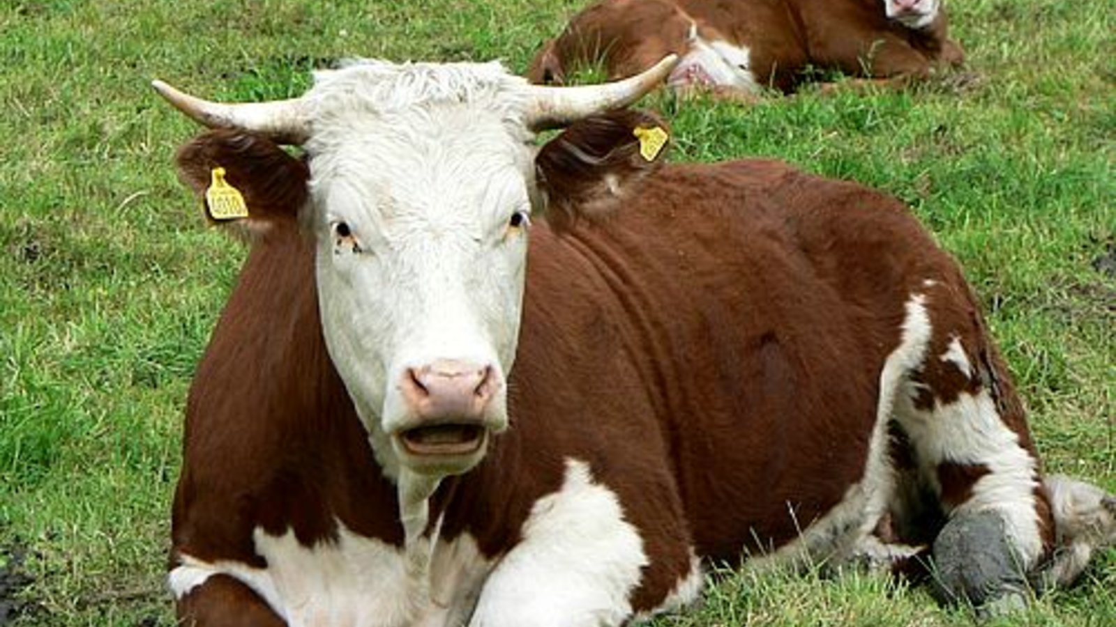 red-and-white-cow-2.jpg