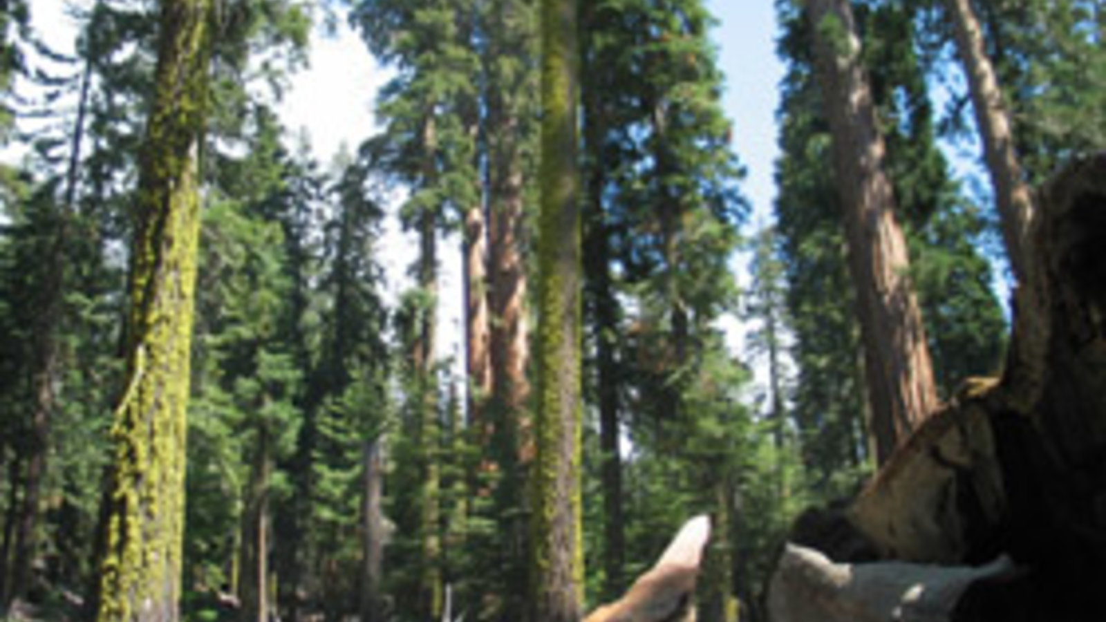 redwoodfallentree-wiki.jpg