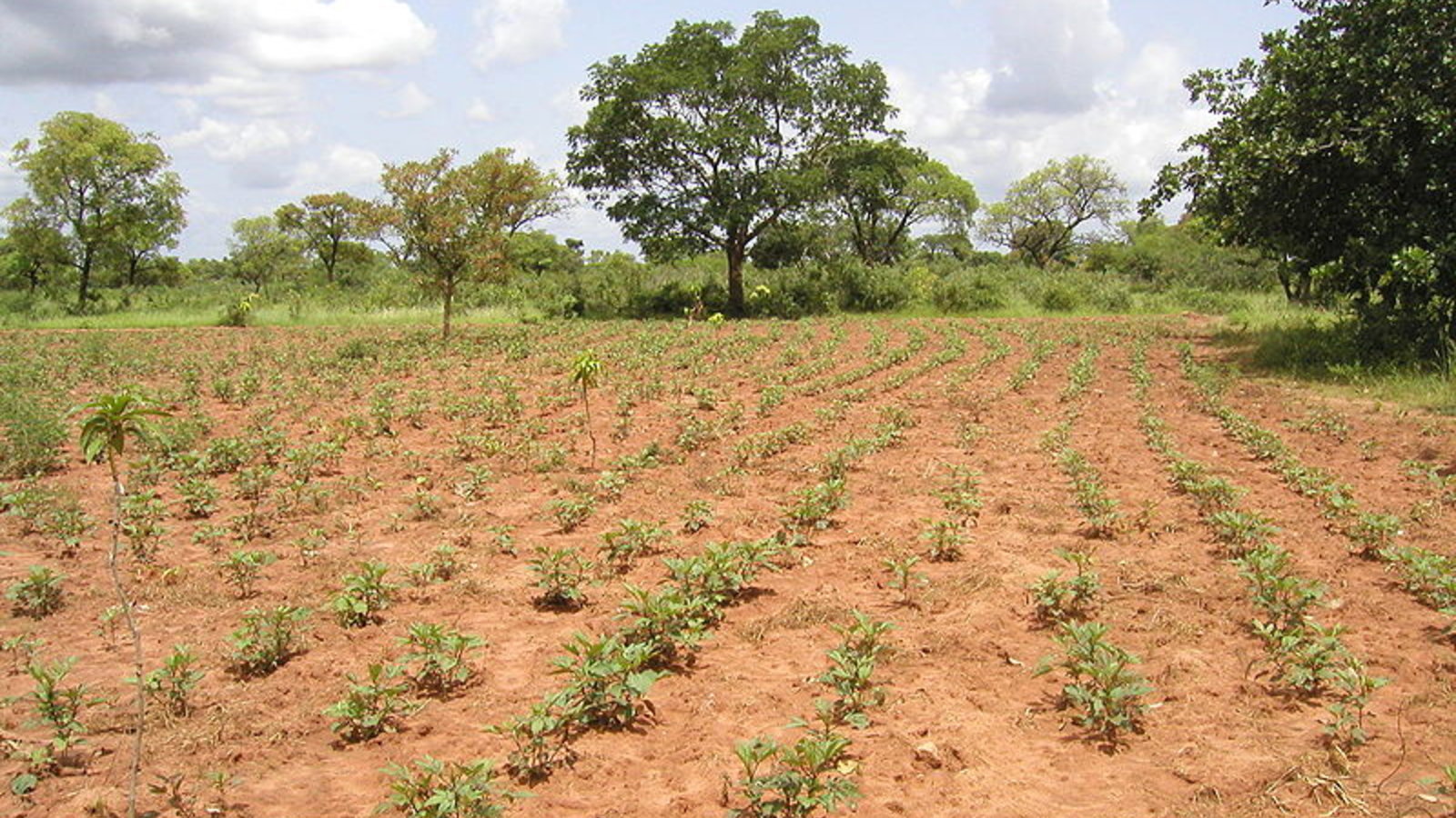 reforestation_burkina_usdepartmentofagriculture_wc.jpg