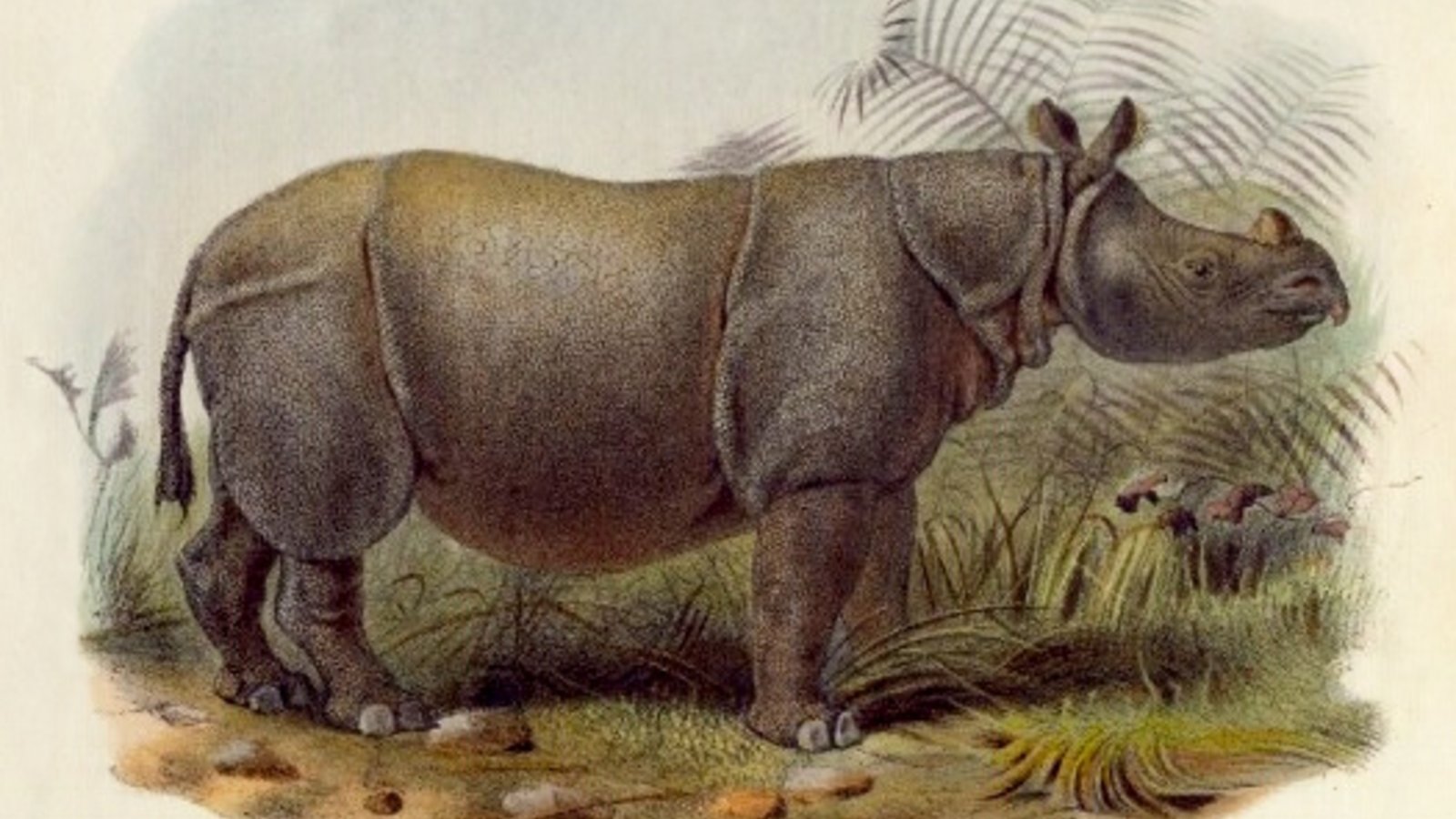 rhinoceros-java.jpeg
