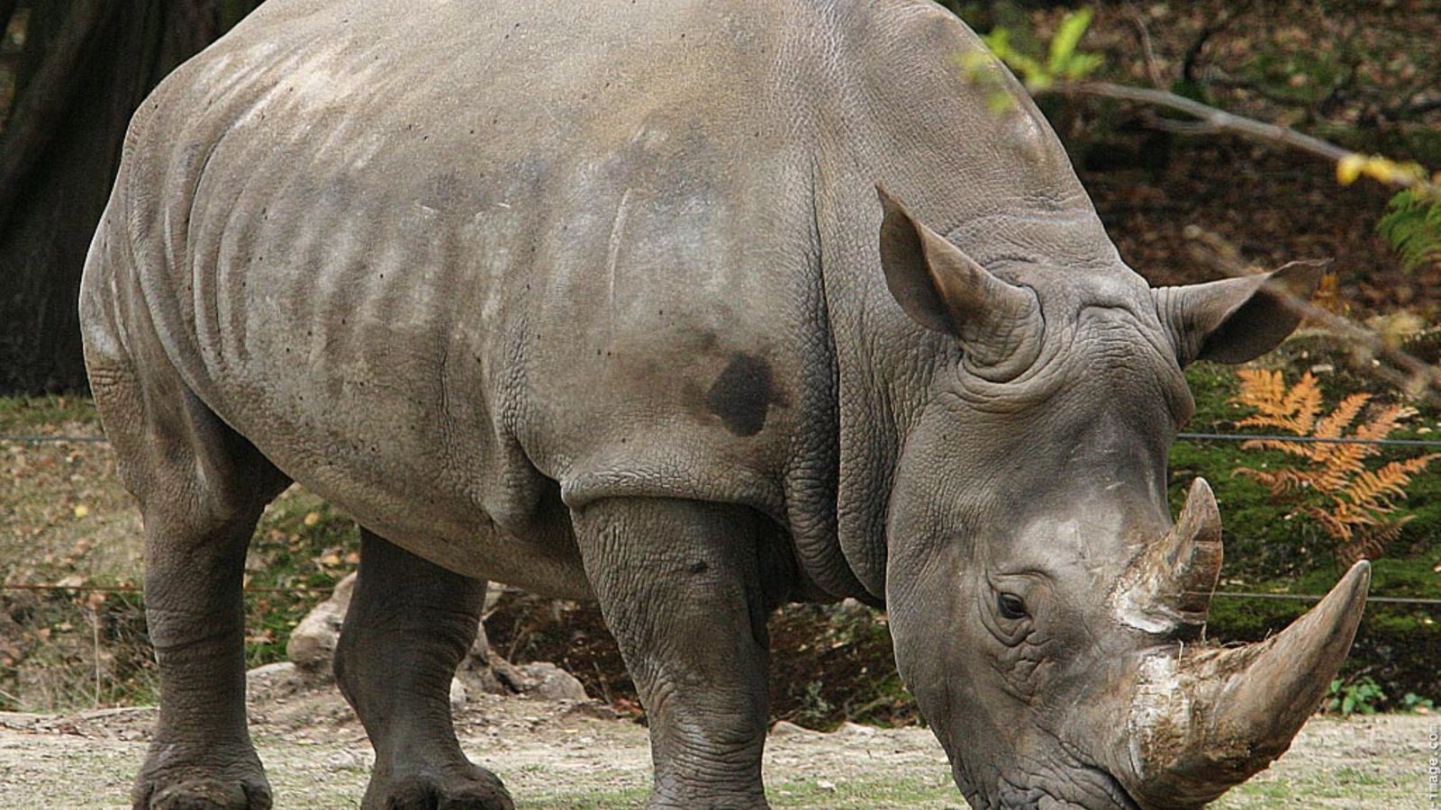 rhinoceros.jpg
