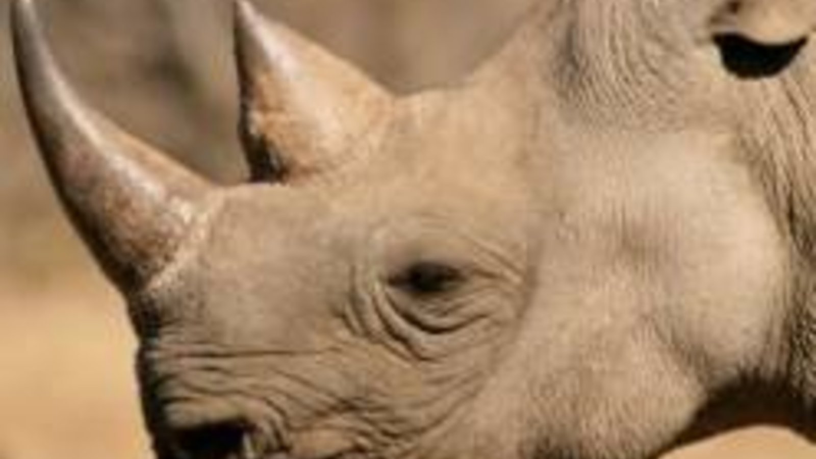 rhinoceros_.jpg