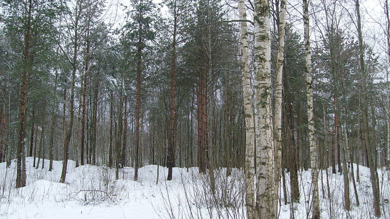 russia_forest_sashakrotov_wc.jpg