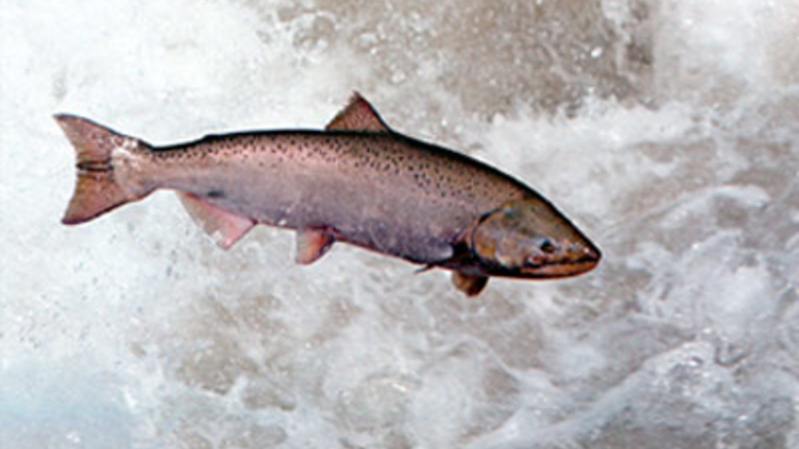 salmon-3711.jpg