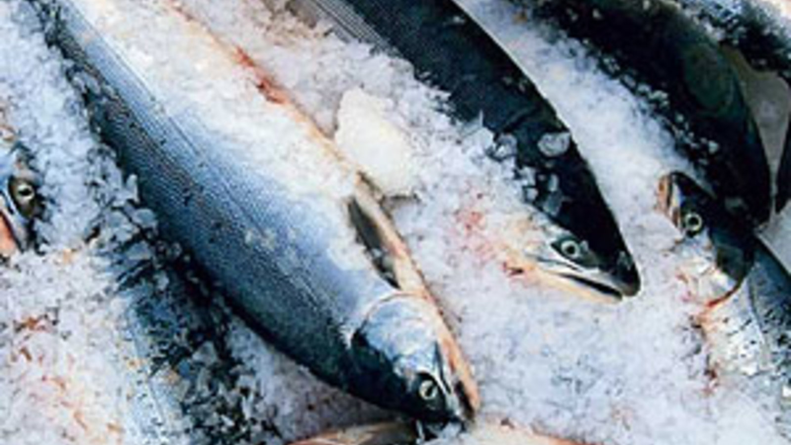 salmon-on-ice-su-l.jpg