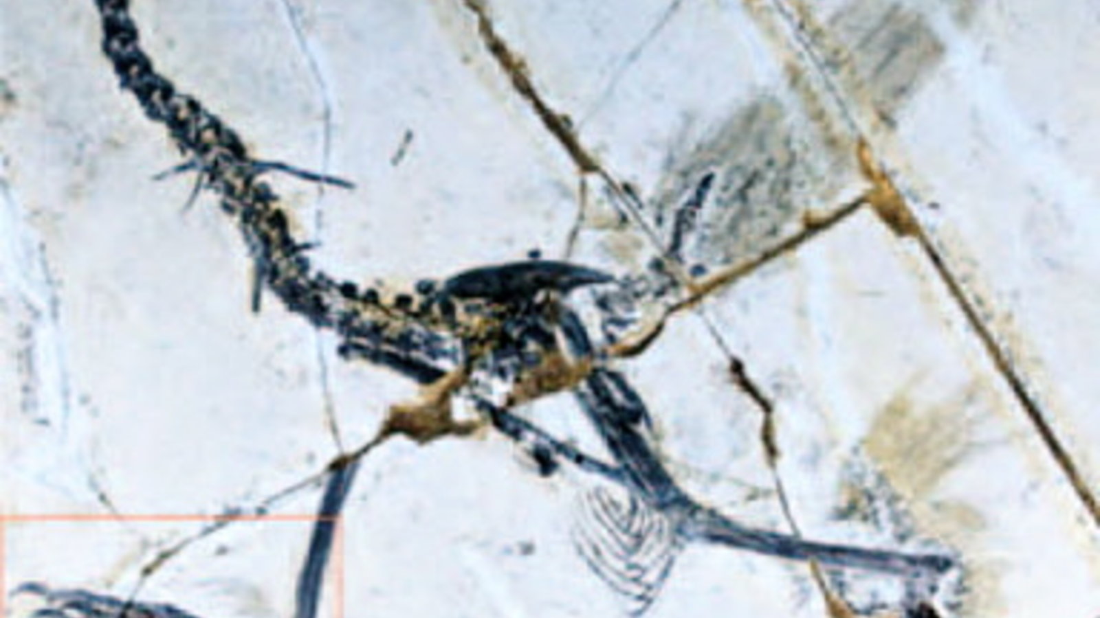 sapeornis.jpg