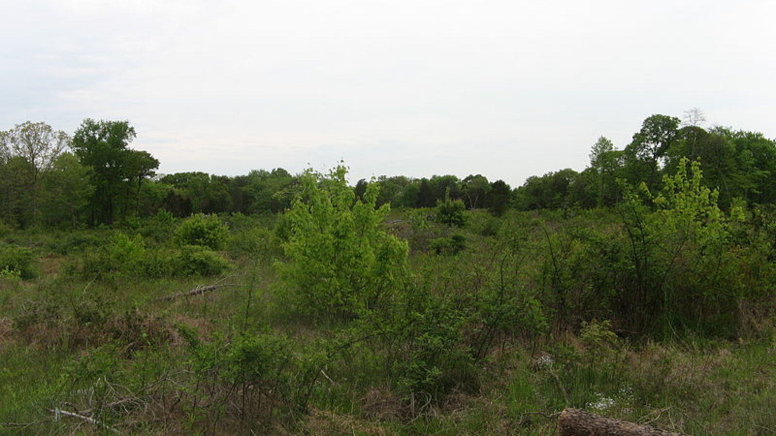 savannahforest_cazort_wc.jpg