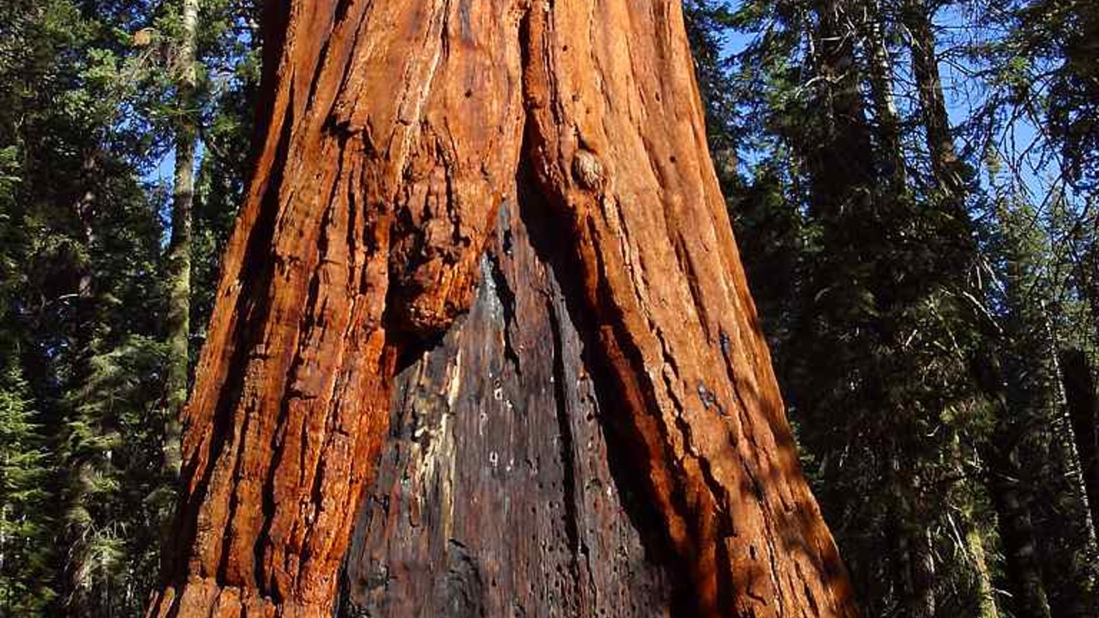 sequoia-PDPhoto.jpg