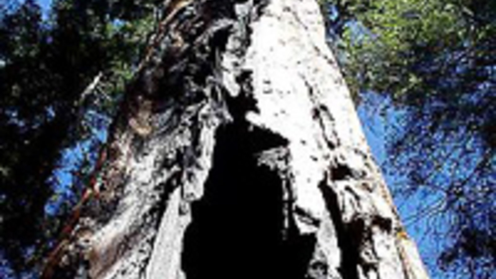 sequoia-park-5-jon-sullivan.jpg