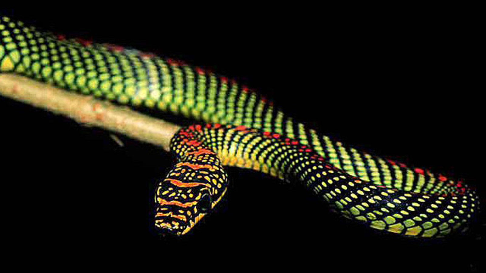 snake.jpg