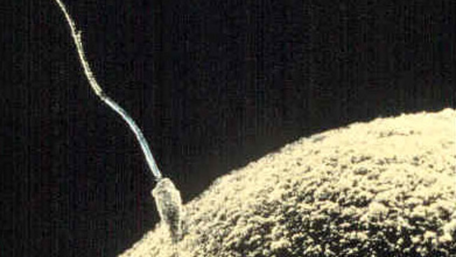 sperm-egg.jpg