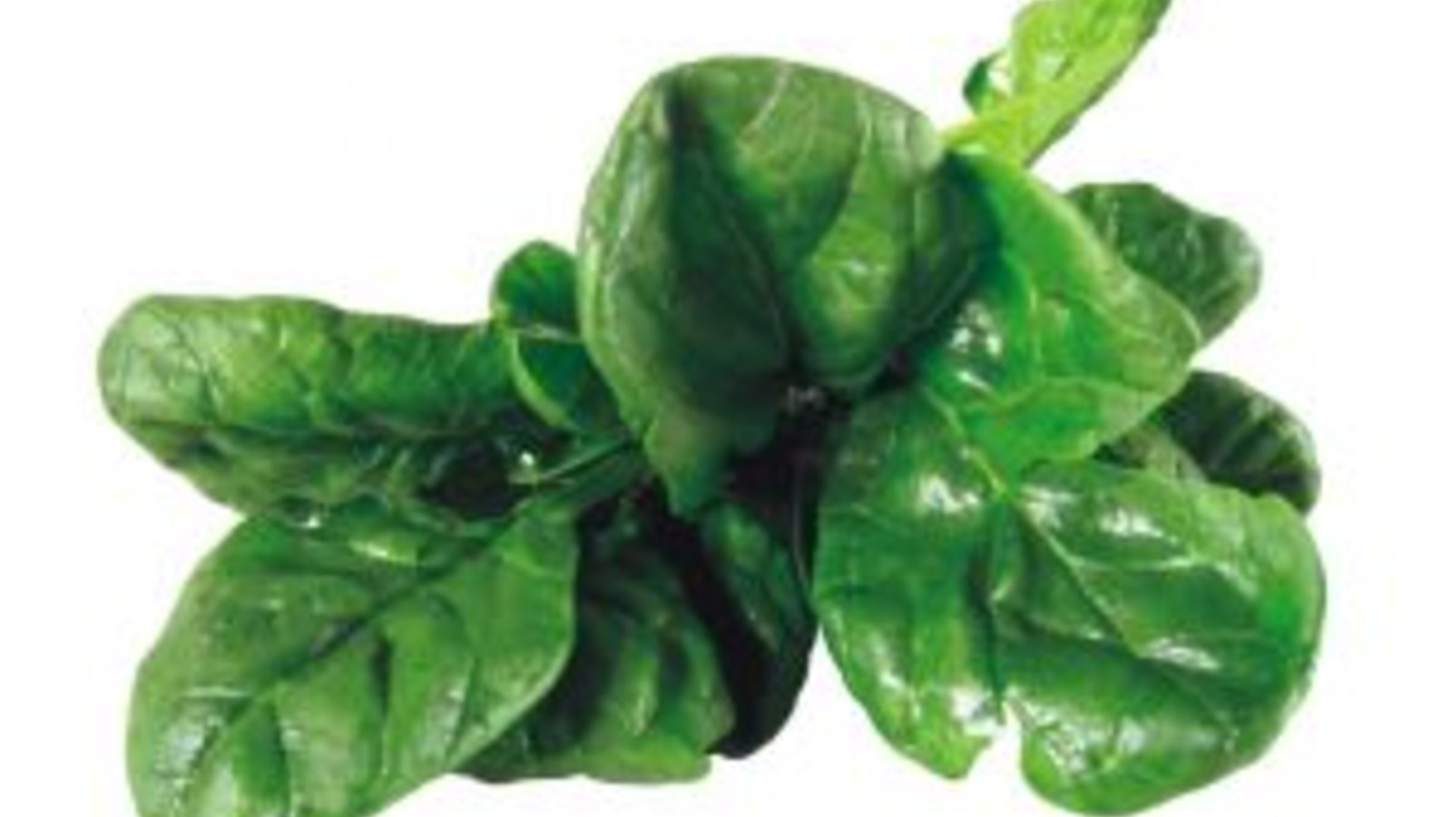 spinach.jpg