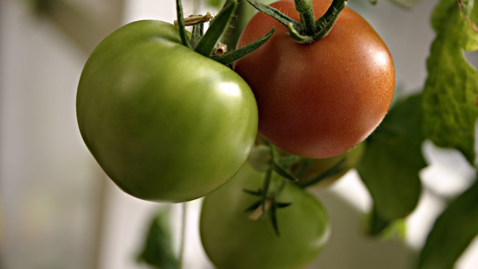 stockvault-tomatoes97623.jpg