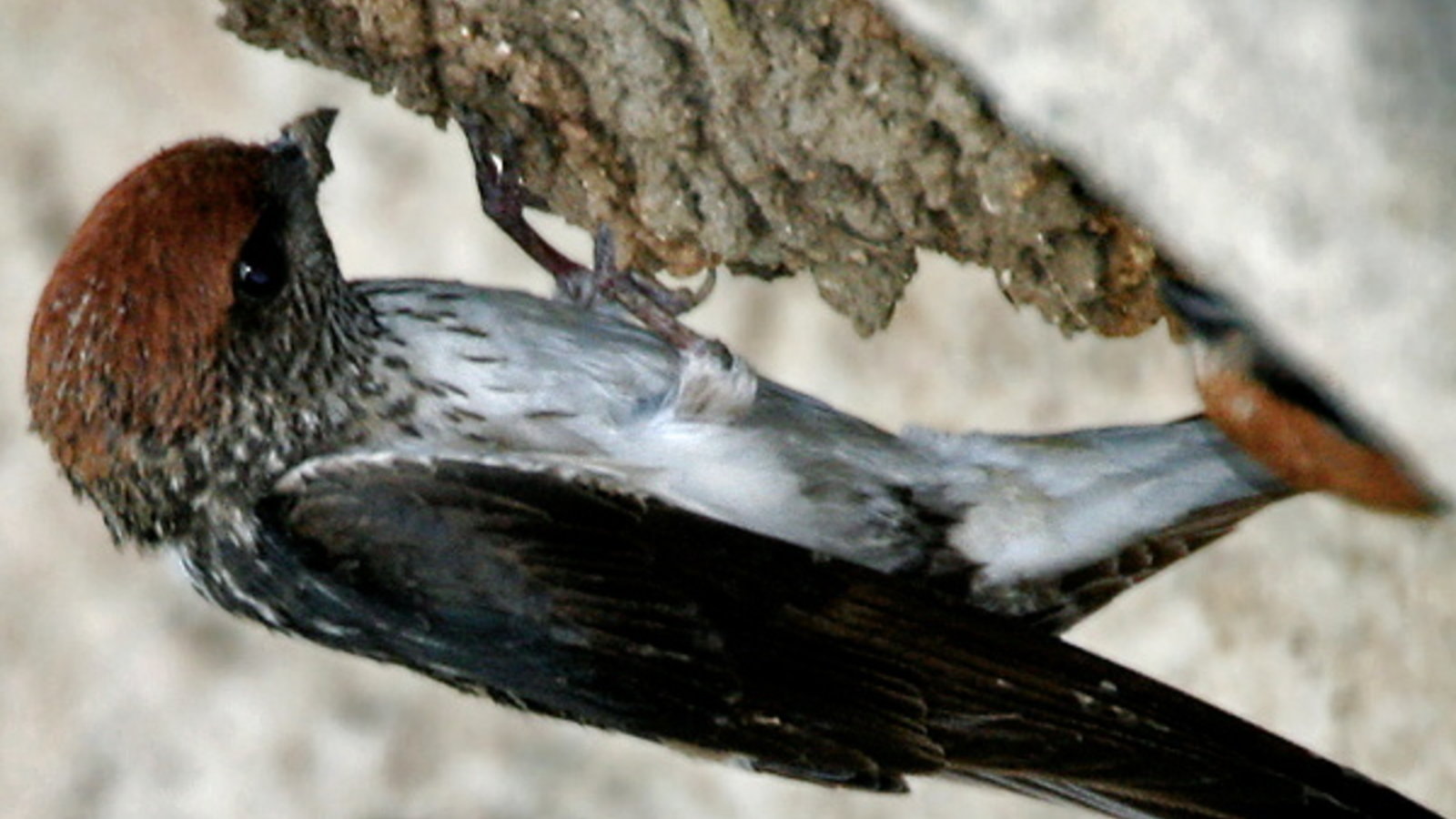 streaked-throated_swallow_hirundo_fluvicola_building_nest_w2_img_2372.jpg